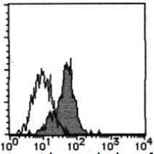 anti-CD300a Molecule (CD300A) antibody