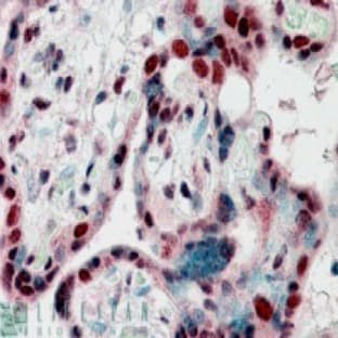 anti-Chromobox Homolog 3 (CBX3) (Internal Region) antibody avatar