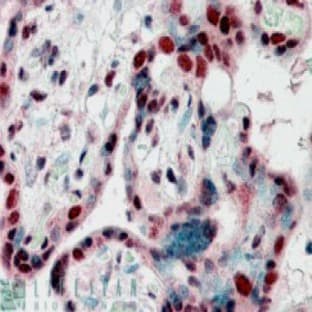 anti-Chromobox Homolog 3 (CBX3) (Internal Region) antibody avatar