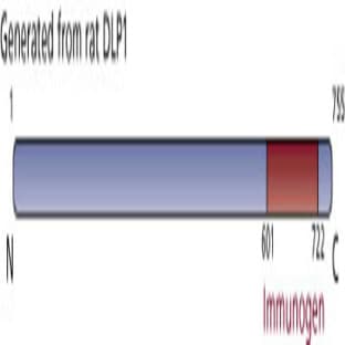 anti-Cysteine and Glycine-Rich Protein 2 (CSRP2) (AA 601-722) antibody avatar