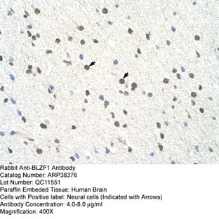 anti-Basic Leucine Zipper Nuclear Factor 1 (BLZF1) (C-Term) antibody avatar