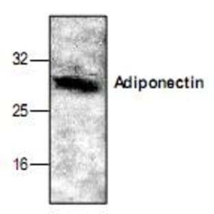 anti-Adiponectin, C1Q and Collagen Domain Containing (ADIPOQ) antibody avatar