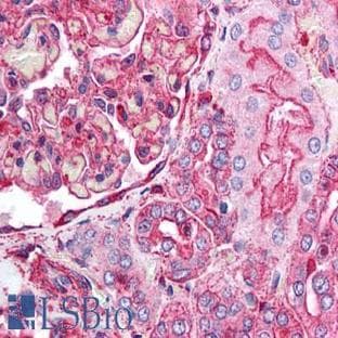 anti-Actin, beta (ACTB) (N-Term) antibody avatar