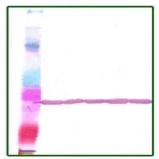 anti-Actin, beta (ACTB) (N-Term) antibody avatar