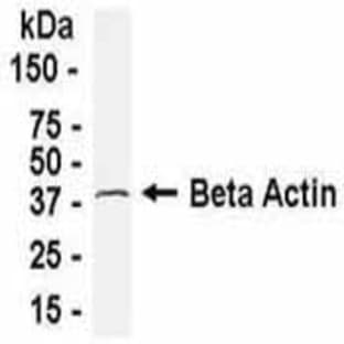 anti-Actin, beta (ACTB) (AA 1-375) antibody avatar