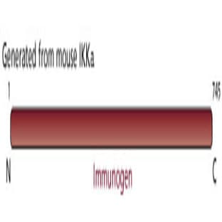 anti-conserved Helix-Loop-Helix Ubiquitous Kinase (CHUK) antibody avatar