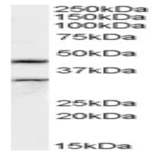 anti-Actin-Like 7b (Actl7b) (Internal Region) antibody avatar