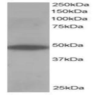 anti-Oxysterol Binding Protein-Like 1A (OSBPL1A) (C-Term) antibody avatar