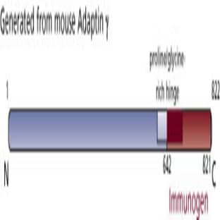 anti-Adaptor-Related Protein Complex 1, gamma 1 Subunit (AP1G1) (AA 642-821) antibody avatar