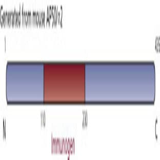 anti-Adaptor-Related Protein Complex 2, mu 1 Subunit (AP2M1) (AA 110-230) antibody avatar