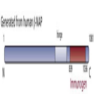 anti-Adaptor-Related Protein Complex 3, beta 2 Subunit (AP3B2) (AA 839-1036) antibody avatar