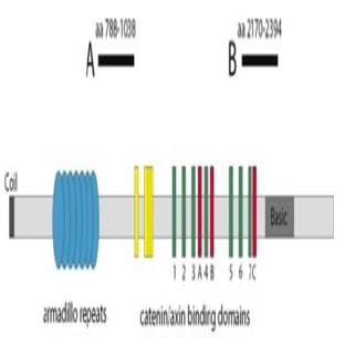 anti-Adenomatous Polyposis Coli (APC) antibody avatar