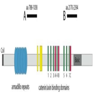anti-Adenomatous Polyposis Coli (APC) antibody avatar