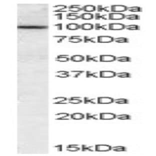 anti-Chloride Channel Accessory 1 (CLCA1) (Internal Region), (AA 872-884) antibody avatar
