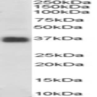 anti-Clusterin (CLU) (C-Term) antibody avatar