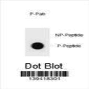 anti-BCL2-Associated Agonist of Cell Death (BAD) (pThr94) antibody avatar