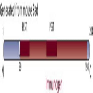 anti-BCL2-Associated Agonist of Cell Death (BAD) (AA 39-198) antibody avatar