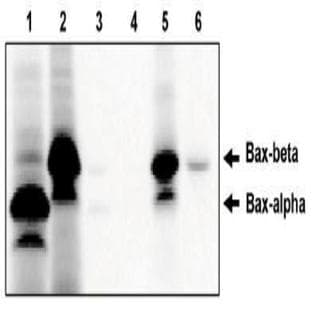 anti-BCL2-Associated X Protein (BAX) (AA 172-199), (Isoform beta) antibody avatar
