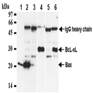 anti-BCL2-Associated X Protein (BAX) (AA 3-16), (N-Term) antibody avatar