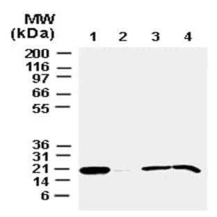 anti-BCL2-Associated X Protein (BAX) (AA 43-60) antibody avatar