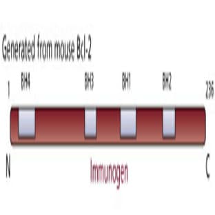 anti-B-Cell CLL/lymphoma 2 (BCL2) antibody