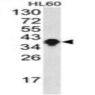 anti-Chloride Channel, Nucleotide-Sensitive, 1A (CLNS1A) (Middle Region) antibody avatar