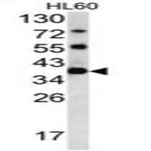 anti-Chloride Channel, Nucleotide-Sensitive, 1A (CLNS1A) (C-Term) antibody avatar