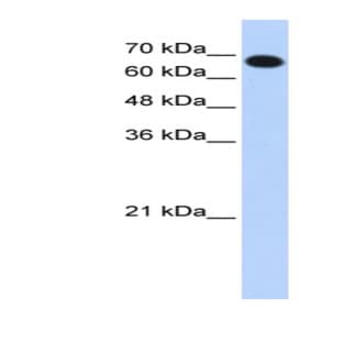 anti-Coiled-Coil Domain Containing 38 (CCDC38) (N-Term) antibody avatar