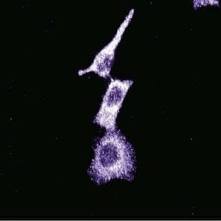 anti-Baculoviral IAP Repeat-Containing 6 (BIRC6) (AA 372-571) antibody avatar