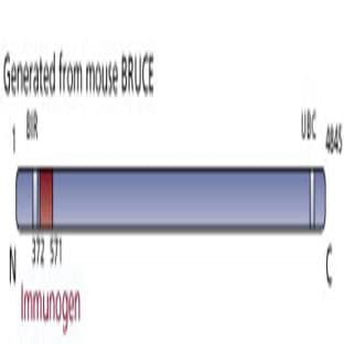 anti-Baculoviral IAP Repeat-Containing 6 (BIRC6) (AA 372-571) antibody avatar