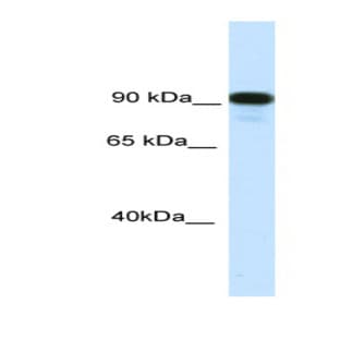 anti-Class II Transactivator (CIITA) (C-Term) antibody avatar