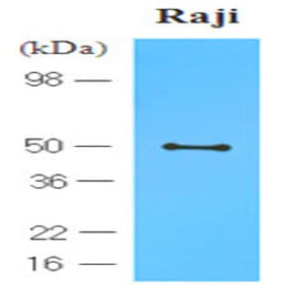 anti-Chemokine (C-C Motif) Receptor 6 (CCR6) (AA 1-46), (N-Term) antibody avatar