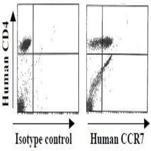 anti-Chemokine (C-C Motif) Receptor 7 (CCR7) antibody avatar