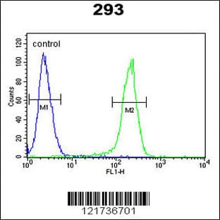 anti-Chemokine (C-C Motif) Receptor 7 (CCR7) (N-Term), (AA 11-37) antibody avatar