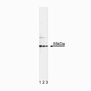anti-Caspase 12 (CASP12) antibody
