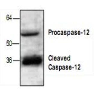 anti-Caspase 12 (CASP12) antibody