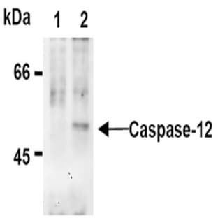 anti-Caspase 12 (CASP12) (N-Term), (AA 95-318) antibody