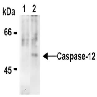 anti-Caspase 12 (CASP12) (N-Term), (AA 95-318) antibody