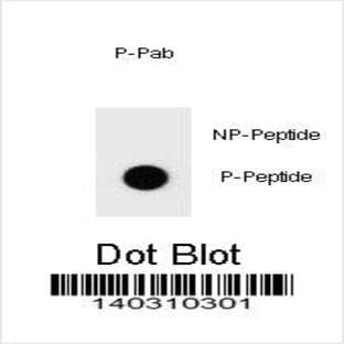 anti-Caspase 3, Apoptosis-Related Cysteine Peptidase (CASP3) (pSer134) antibody avatar