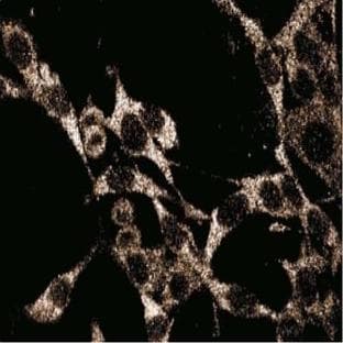 anti-Caspase 3, Apoptosis-Related Cysteine Peptidase (CASP3) (AA 25-145) antibody
