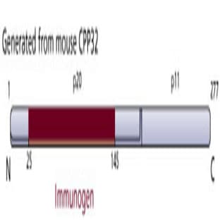 anti-Caspase 3, Apoptosis-Related Cysteine Peptidase (CASP3) (AA 25-145) antibody