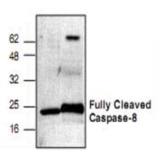 anti-Caspase 8, Apoptosis-Related Cysteine Peptidase (CASP8) (active) antibody avatar
