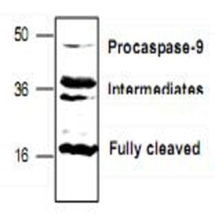 anti-Caspase 9, Apoptosis-Related Cysteine Peptidase (CASP9) antibody avatar