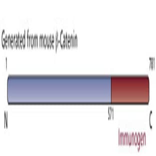 anti-Catenin, beta (AA 571-781) antibody avatar