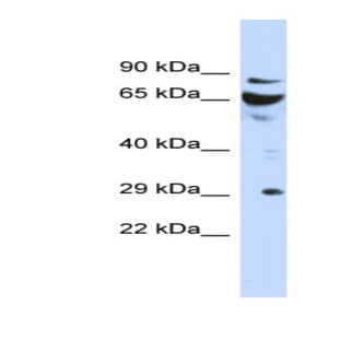 anti-DCN1, Defective in Cullin Neddylation 1, Domain Containing 3 (S. Cerevisiae) (DCUN1D3) (N-Term) antibody avatar