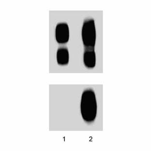 anti-Catenin (Cadherin-Associated Protein), delta 1 (CTNND1) (pTyr96) antibody avatar