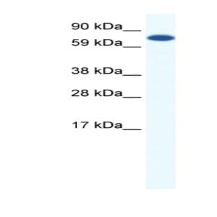 anti-Core-Binding Factor, Runt Domain, alpha Subunit 2, Translocated To, 2 (Human) (CBFA2T2) (Middle Region) antibody avatar