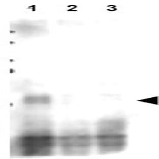anti-CD151 Molecule (Raph Blood Group) (CD151) (AA 26-35), (pSer30) antibody avatar