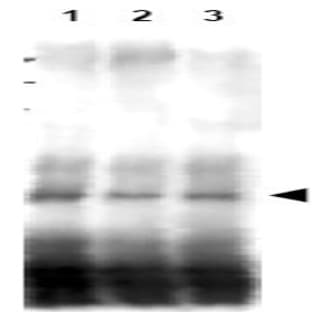 anti-CD151 Molecule (Raph Blood Group) (CD151) (AA 26-35) antibody avatar