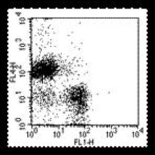 anti-CD19 Molecule (CD19) antibody (APC)
